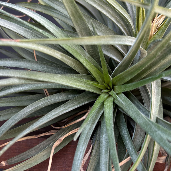 チランジア:T.Orenge Time No.1