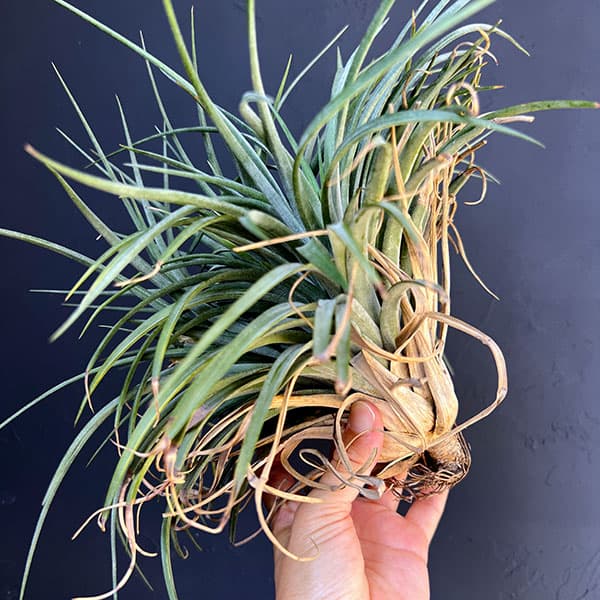 チランジア:T.Orenge Time No.1