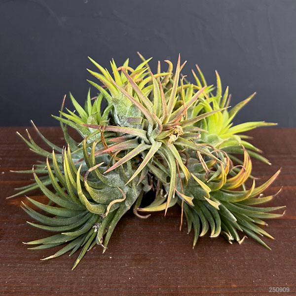 チランジア:Mayan Town Pole No.2988