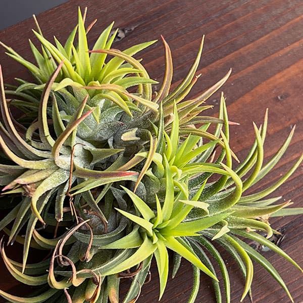 チランジア:Mayan Town Pole No.2988