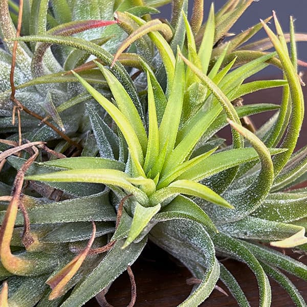 チランジア:Mayan Town Pole No.2988