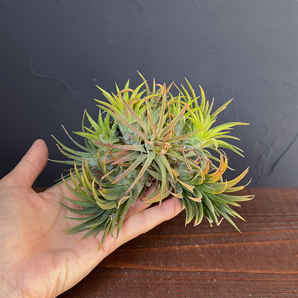 チランジア:Mayan Town Pole No.2988