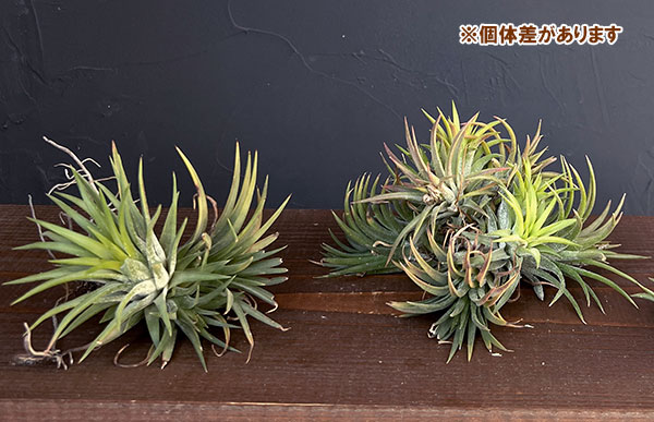 チランジア:Mayan Town Pole No.2988