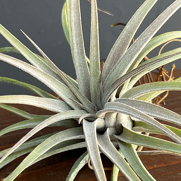 チランジア:T.Silver Thinket