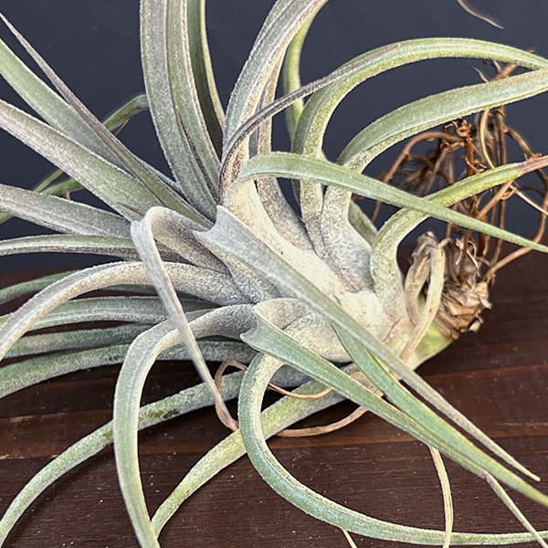 チランジア:T.Silver Thinket