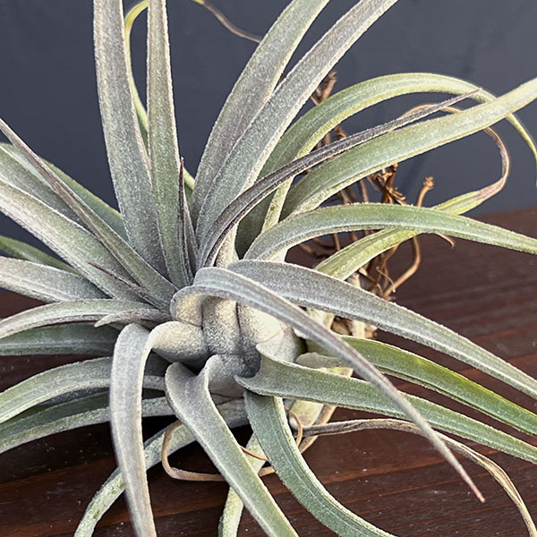 チランジア:T.Silver Thinket