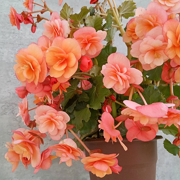 ベゴニア(バラ咲き):エスメイピーチ 5号鉢植え