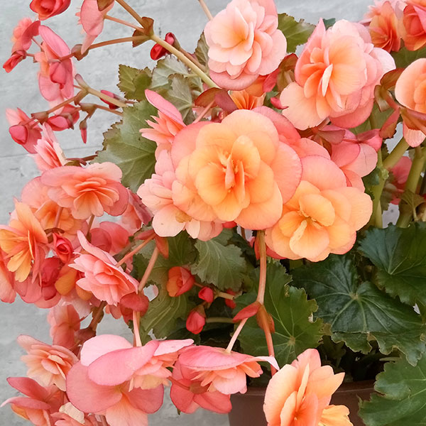 ベゴニア(バラ咲き):エスメイピーチ 5号鉢植え