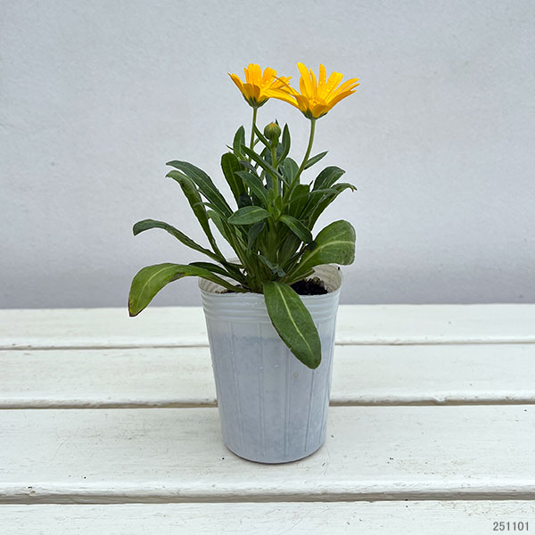 キンセンカ(カレンジュラ):オレンジパンナコッタ2.5~3号ポット