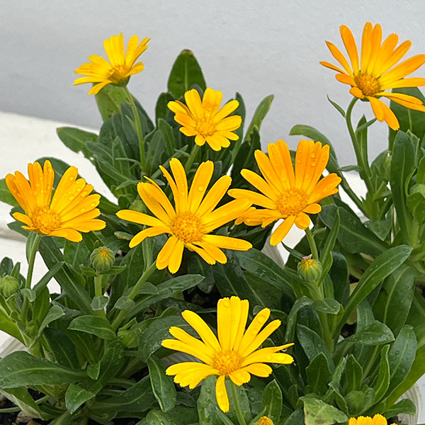 キンセンカ(カレンジュラ):オレンジパンナコッタ2.5~3号ポット