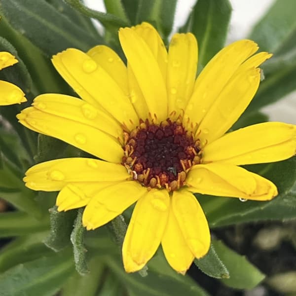 キンセンカ（カレンジュラ）：レモンスフレ2.5～3号ポット 2株セット