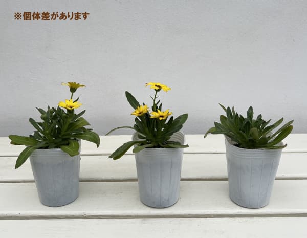 キンセンカ（カレンジュラ）：レモンスフレ2.5～3号ポット 2株セット