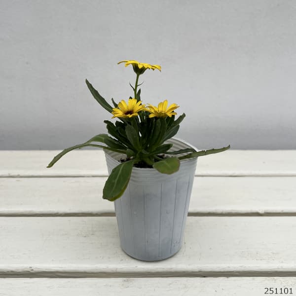 キンセンカ（カレンジュラ）：レモンスフレ2.5～3号ポット 2株セット