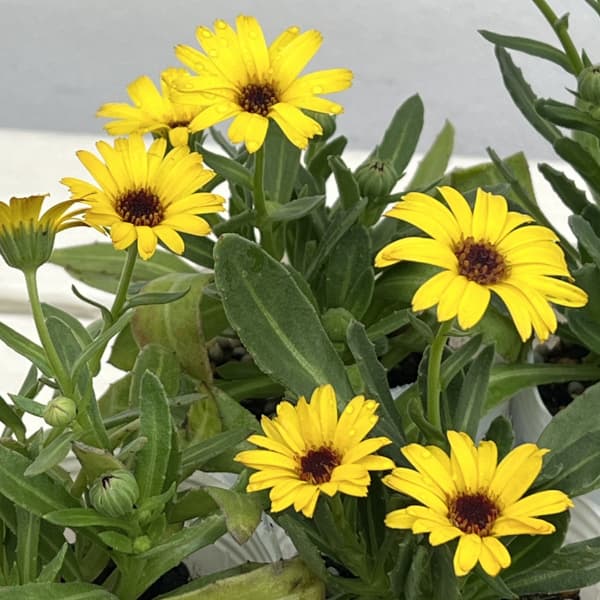 キンセンカ（カレンジュラ）：レモンスフレ2.5～3号ポット 2株セット