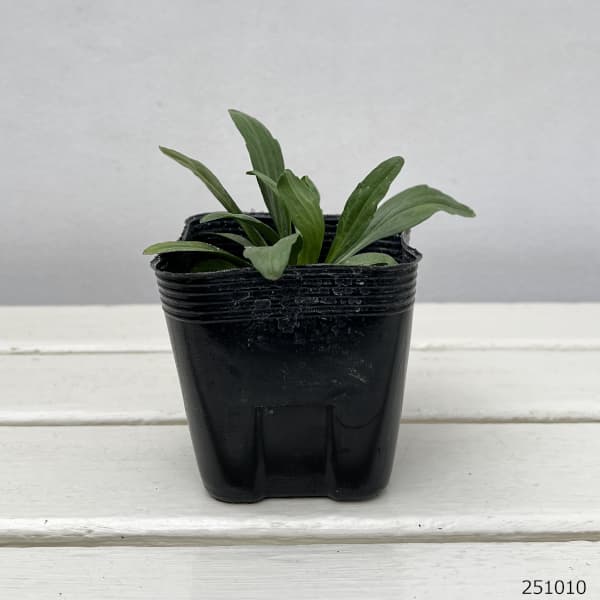 エリゲロン：オーランティアカス3.5号ポット