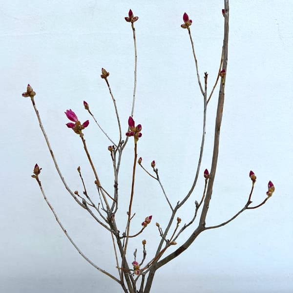 園芸ネット本店｜ツツジ：桜玄海ツツジ樹高40～50cm根巻き の通販【公式】
