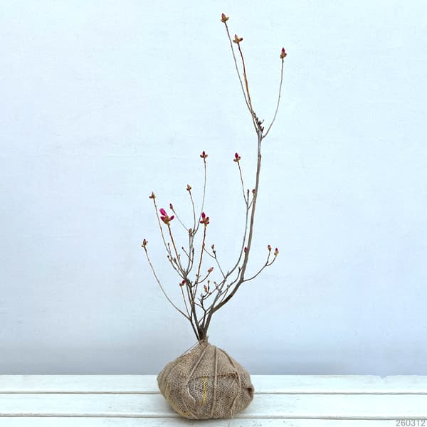 園芸ネット本店｜ツツジ：桜玄海ツツジ樹高40～50cm根巻き の通販【公式】
