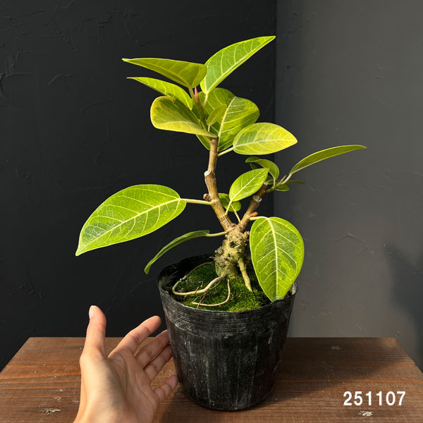 フィカス:アルテシマ(盆栽仕立て) 5号ポット*