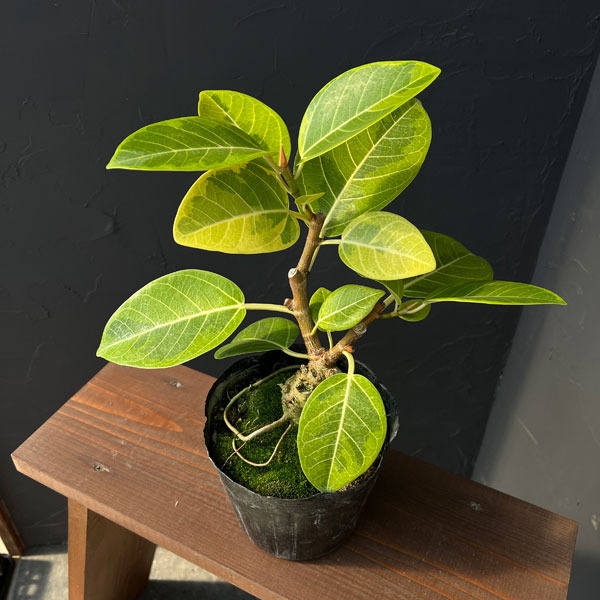 フィカス:アルテシマ(盆栽仕立て) 5号ポット*