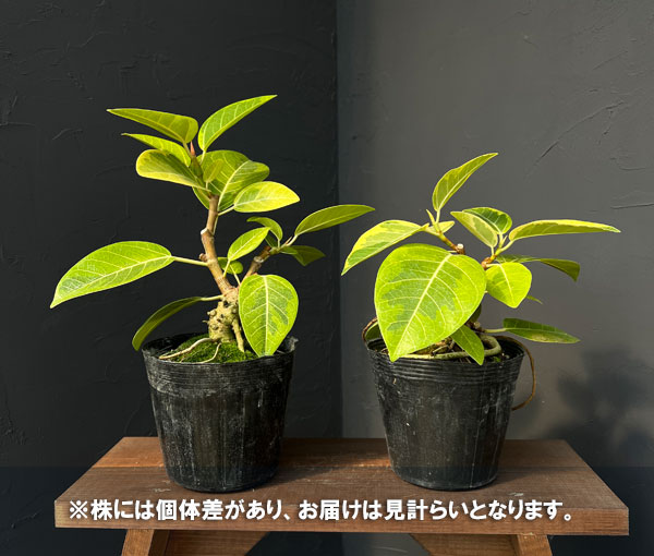 フィカス:アルテシマ(盆栽仕立て) 5号ポット*