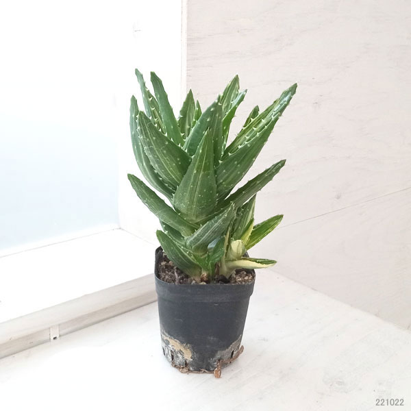 σアロエ 不夜城錦(墨斑) 3号 Aloe nobilise variegata 多肉植物