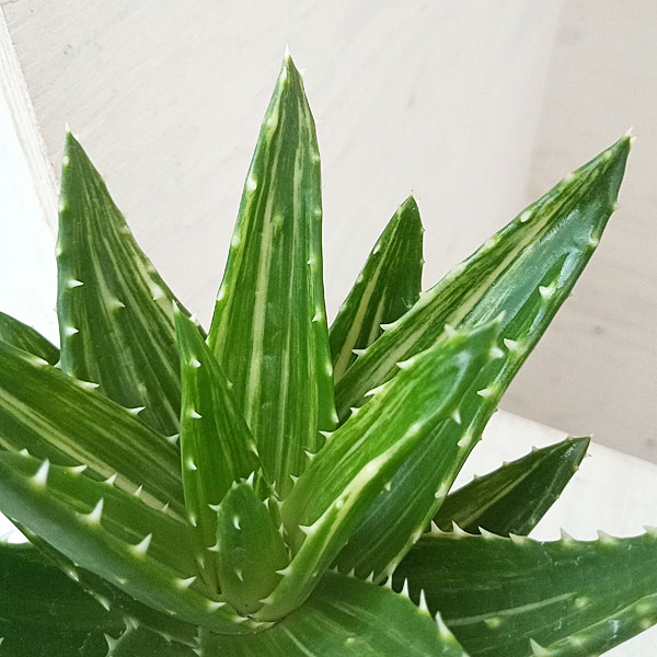 アロエ：不夜城錦（フヤジョウニシキ）3号