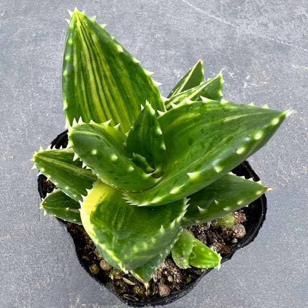 アロエ：不夜城錦（フヤジョウニシキ）3号 の通販 | 園芸ネット