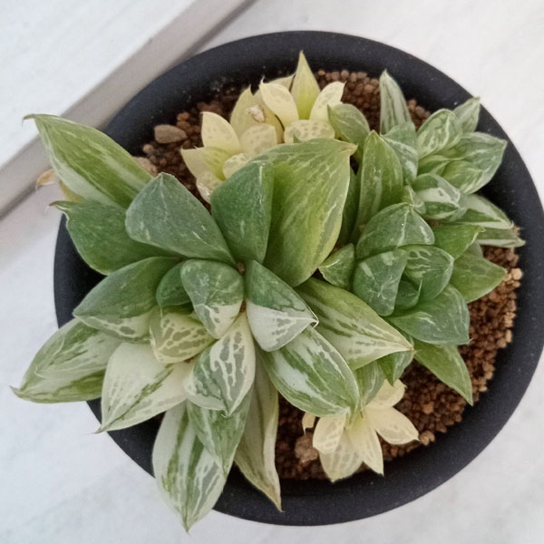 園芸ネット本店｜ハオルチア：宝草錦 3号鉢植え の通販【公式】