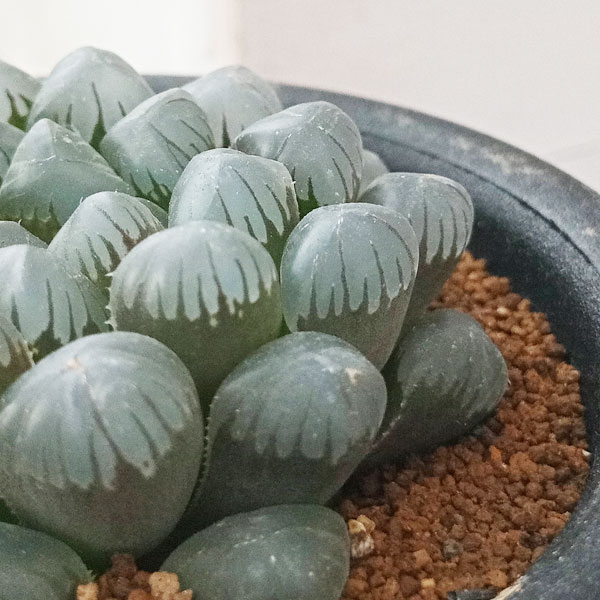 園芸ネット本店｜ハオルチア：氷灯 3号 の通販【公式】