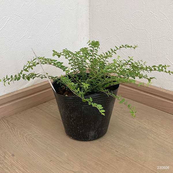 ロニセラ：ニティダ レッドチップ4号ポット の通販 | 園芸ネット