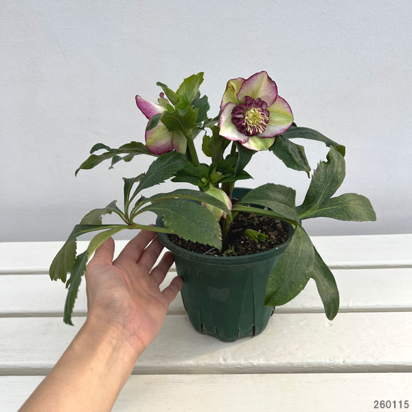 クリスマスローズ：*チェリーシフォン5号鉢