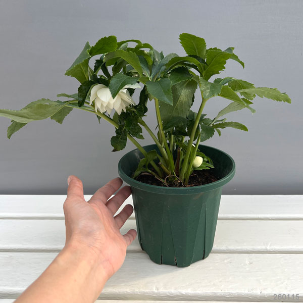 クリスマスローズ：*エレガンスアイス5号鉢