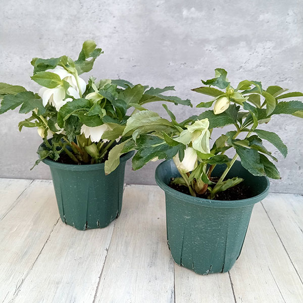 [26年1月中下旬予約]クリスマスローズ：*エレガンスアイス5号鉢