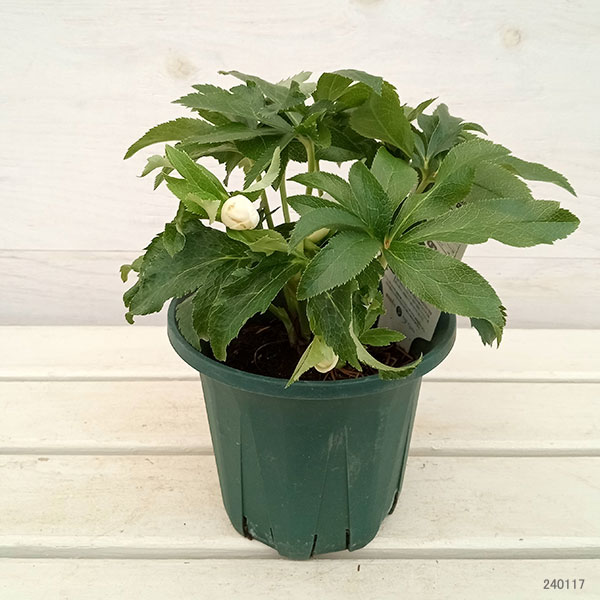 園芸ネット本店｜クリスマスローズ：*エレガンスアイス5号鉢 の通販