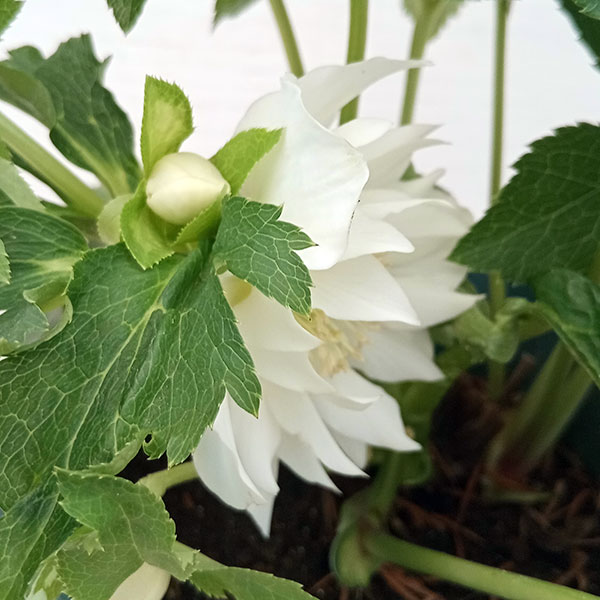 [26年1月中下旬予約]クリスマスローズ：*エレガンスアイス5号鉢