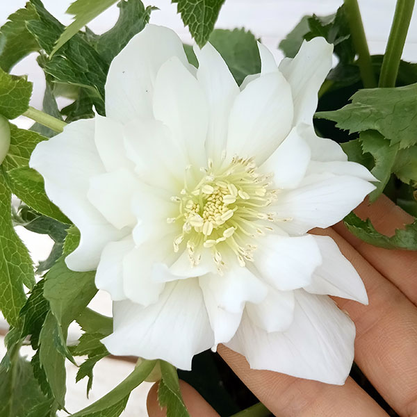 [26年1月中下旬予約]クリスマスローズ：*エレガンスアイス5号鉢