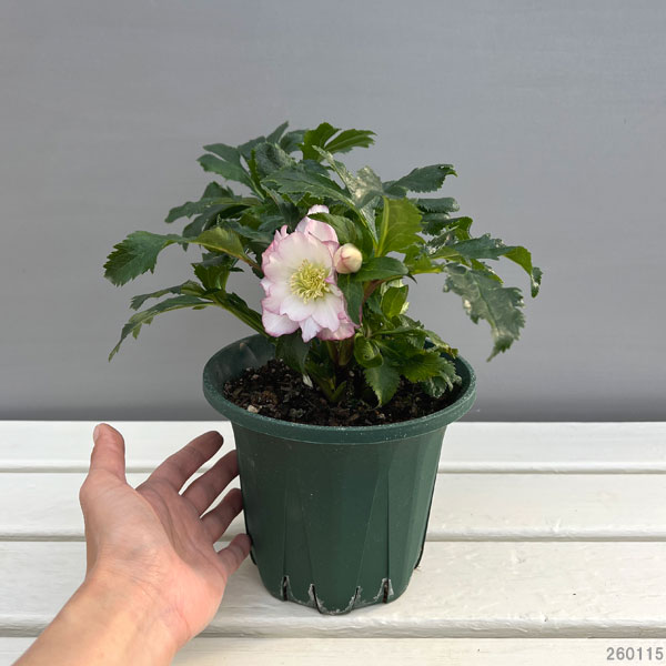 クリスマスローズ：*エレガンスフレアピンク5号鉢