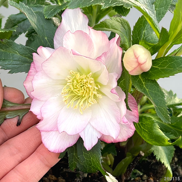 クリスマスローズ：*エレガンスフレアピンク5号鉢