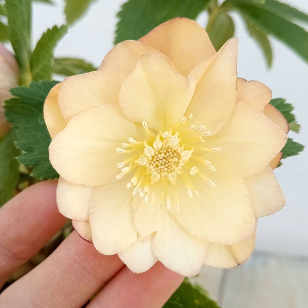 園芸ネット本店｜クリスマスローズ：*アプリコットジェラート5号鉢