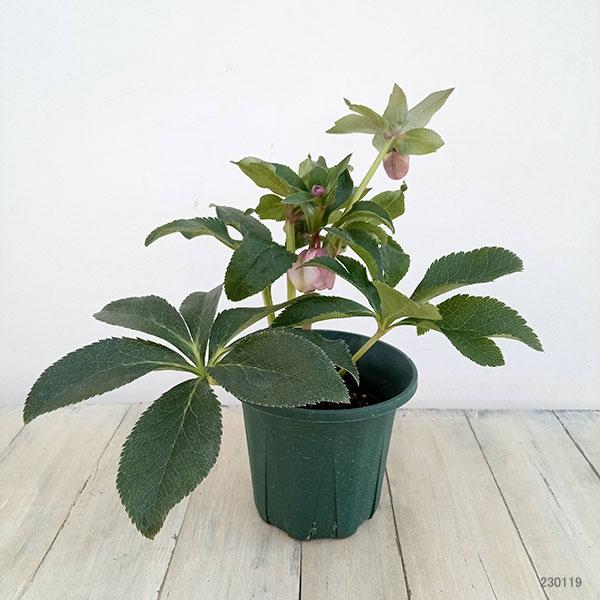 [26年1月中下旬予約]クリスマスローズ：*オーロラ プリマドレス5号鉢