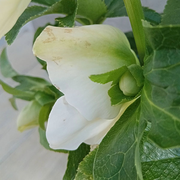 園芸ネット本店｜クリスマスローズ：*ホワイト プリマドレス5号鉢 の