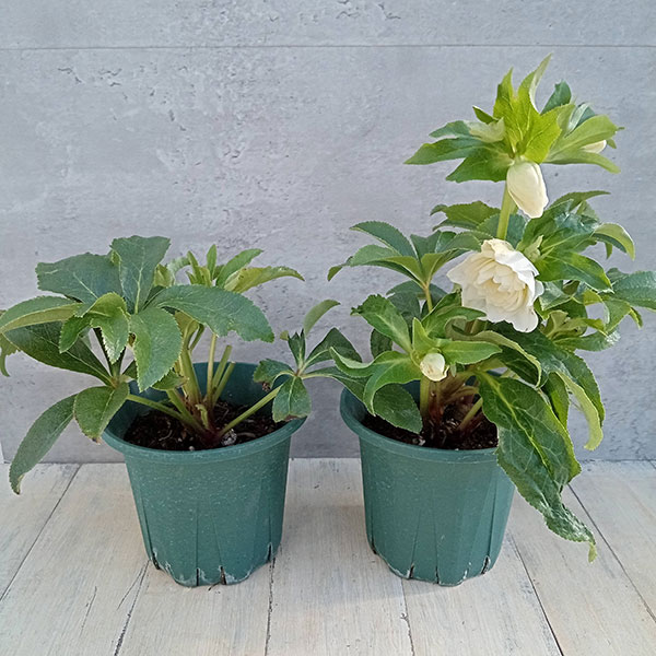 園芸ネット本店｜クリスマスローズ：*ホワイト プリマドレス5号鉢 の