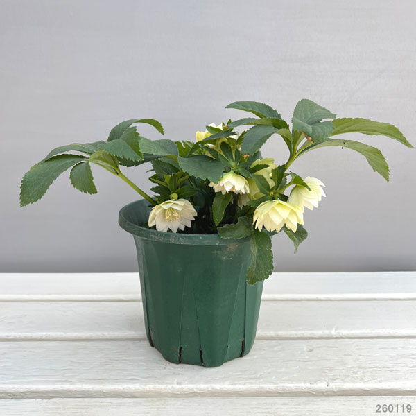 園芸ネット本店｜クリスマスローズ：*プチドール沙羅（さら）5号鉢 の