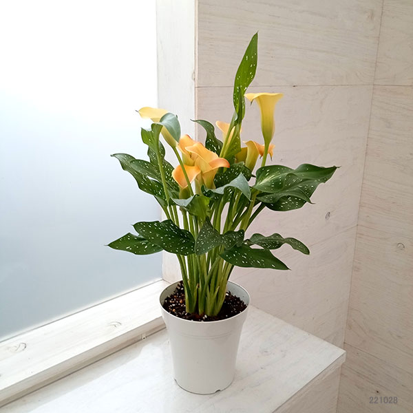 カラー：ライトオレンジ　5号鉢植え