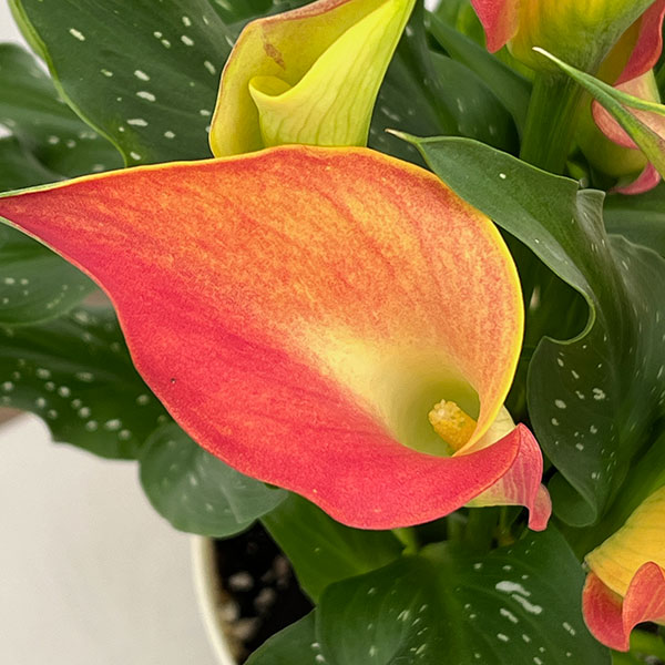 カラー：オレンジ系　5号鉢植え