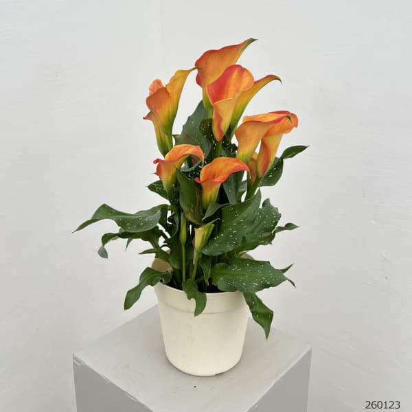 カラー：オレンジ系　5号鉢植え