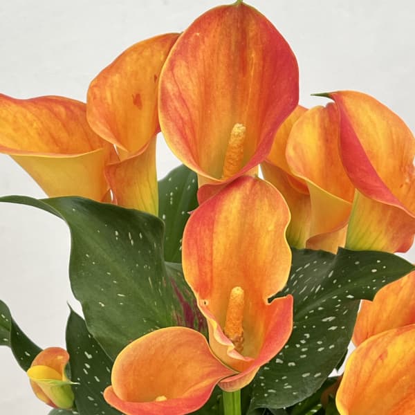 カラー：オレンジ系　5号鉢植え