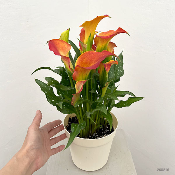 カラー：オレンジ系　5号鉢植え