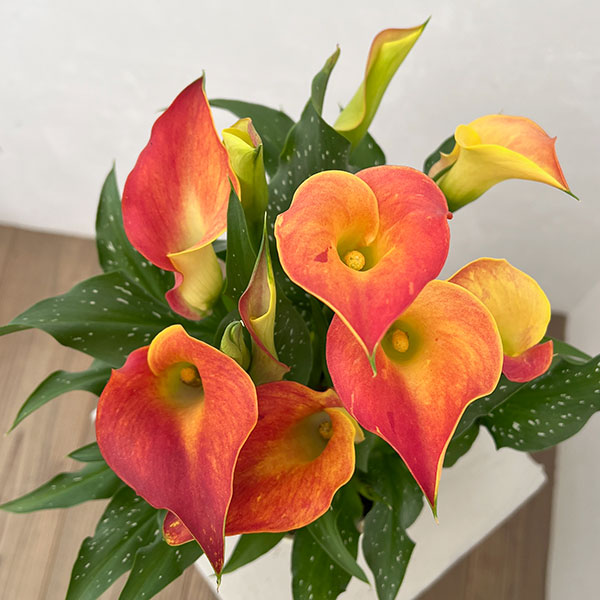 カラー：オレンジ系　5号鉢植え