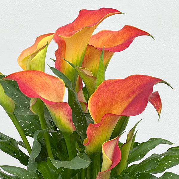 カラー：オレンジ系　5号鉢植え